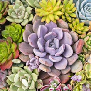 Altman Plants, Live Succulents Plants Live Houseplants (5PK), Succulent Plants Live Indoor Plants, Live Plants Indoor Live House Plants, Succulent Plant Kit, Live Cactus Plants Live in Succulent Soil