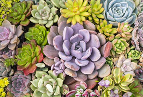 Altman Plants, Live Succulents Plants Live Houseplants (5PK), Succulent Plants Live Indoor Plants, Live Plants Indoor Live House Plants, Succulent Plant Kit, Live Cactus Plants Live in Succulent Soil