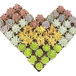 Altman Plants, Live Succulents Plants Live Houseplants (5PK), Succulent Plants Live Indoor Plants, Live Plants Indoor Live House Plants, Succulent Plant Kit, Live Cactus Plants Live in Succulent Soil