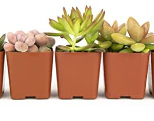 Altman Plants, Live Succulents Plants Live Houseplants (5PK), Succulent Plants Live Indoor Plants, Live Plants Indoor Live House Plants, Succulent Plant Kit, Live Cactus Plants Live in Succulent Soil