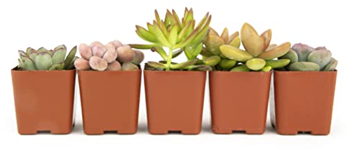 Altman Plants, Live Succulents Plants Live Houseplants (5PK), Succulent Plants Live Indoor Plants, Live Plants Indoor Live House Plants, Succulent Plant Kit, Live Cactus Plants Live in Succulent Soil