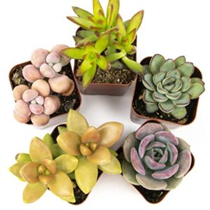 Altman Plants, Live Succulents Plants Live Houseplants (5PK), Succulent Plants Live Indoor Plants, Live Plants Indoor Live House Plants, Succulent Plant Kit, Live Cactus Plants Live in Succulent Soil