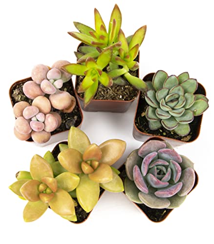 Altman Plants, Live Succulents Plants Live Houseplants (5PK), Succulent Plants Live Indoor Plants, Live Plants Indoor Live House Plants, Succulent Plant Kit, Live Cactus Plants Live in Succulent Soil