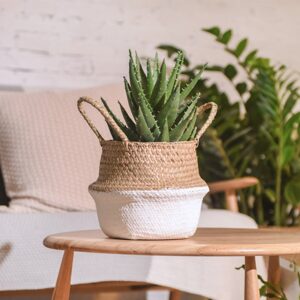 Plant Basket Indoor Outdoor Natural Woven Seagrass Wicker Folding Belly Basket Flower Pots for Storage, Laundry, Picnic, Plant Pot Cover, and Beach Bag (White#1, 25X27cm)