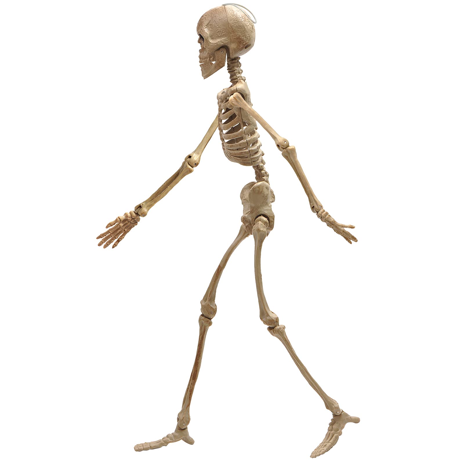 e Crafty 16" Halloween Skeleton,Full Body Skeleton with Posable Movable Joints for Haunted House Props Decorations