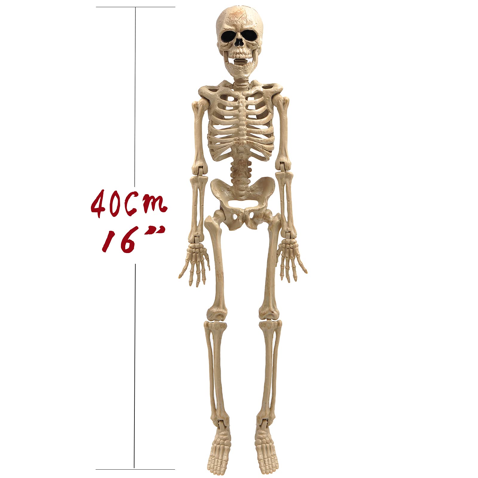 e Crafty 16" Halloween Skeleton,Full Body Skeleton with Posable Movable Joints for Haunted House Props Decorations