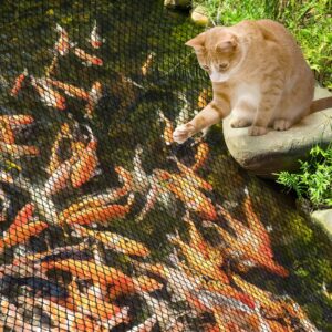 PACETAP Pond Netting Kit 20 x 30 Ft,Pond Netting for Leaves,Koi Pond Cover,Heavy Duty Koi Pond Netting,Pool Protective Cover Netting Protecting Koi Fish from Birds, Cats -Stakes Included