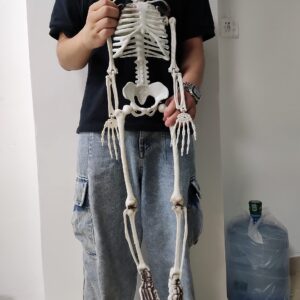 36” Halloween Skeleton Full Body Life Like Skeleton Model with Movable Joints for Halloween Decoration