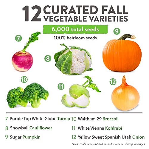 HOME GROWN 12 Fall Vegetable Seeds - USA Heirloom Non GMO Fall & Winter Vegetable Seeds for Planting Home Garden: Beets, Broccoli, Cabbage, Kale, Onion, Peas, Pumpkin, Turnip, Lettuce & More