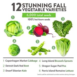 HOME GROWN 12 Fall Vegetable Seeds - USA Heirloom Non GMO Fall & Winter Vegetable Seeds for Planting Home Garden: Beets, Broccoli, Cabbage, Kale, Onion, Peas, Pumpkin, Turnip, Lettuce & More