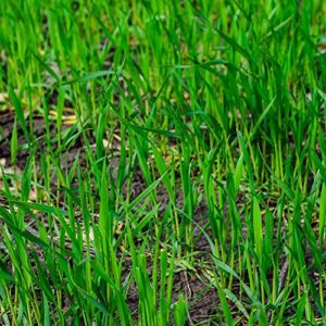 Winter Rye Grass Seed Grass Seed Fall Mix Ryegrass Seeds for Lawn No Till Food Plot Seed,Fall Cover Crop Seed Mix 5 lbs by Old Cobblers Farm