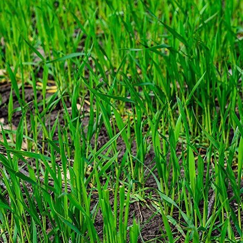 Winter Rye Grass Seed Grass Seed Fall Mix Ryegrass Seeds for Lawn No Till Food Plot Seed,Fall Cover Crop Seed Mix 5 lbs by Old Cobblers Farm