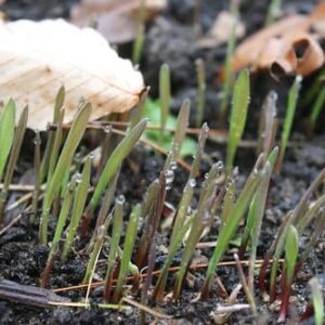 Winter Rye Grass Seed Grass Seed Fall Mix Ryegrass Seeds for Lawn No Till Food Plot Seed,Fall Cover Crop Seed Mix 5 lbs by Old Cobblers Farm