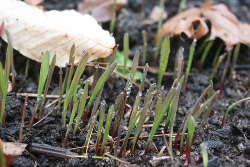 Winter Rye Grass Seed Grass Seed Fall Mix Ryegrass Seeds for Lawn No Till Food Plot Seed,Fall Cover Crop Seed Mix 5 lbs by Old Cobblers Farm