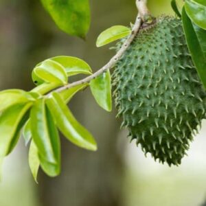 PENDING 20 Soursop, Graviola, Guanabana, Paw-paw, Sirsak, Prickly Custard, Annona Muricata Seeds- White Fleshed Exotic Fruit!, Seeds