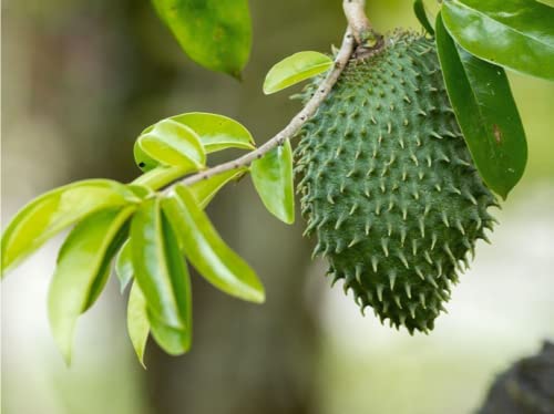 PENDING 20 Soursop, Graviola, Guanabana, Paw-paw, Sirsak, Prickly Custard, Annona Muricata Seeds- White Fleshed Exotic Fruit!, Seeds