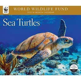 2024 world wildlife fund sea turtles wall calendar with 2 free year planners (20 dollar value)