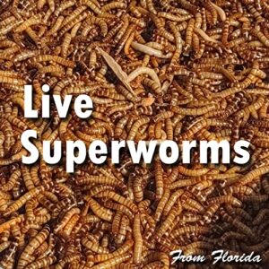 superworm 300 live superworms (large)-bulk and organic from fl