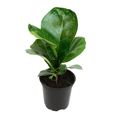 Plants for Pets Ficus Lyrata Fiddle Leaf Fig Plant, House Plants Indoors Live Ficus Tree Live Plant, Fig Trees Live Plants Indoor Plants Live Houseplants Fig Plants Live in Planter Pot in Soil Mix