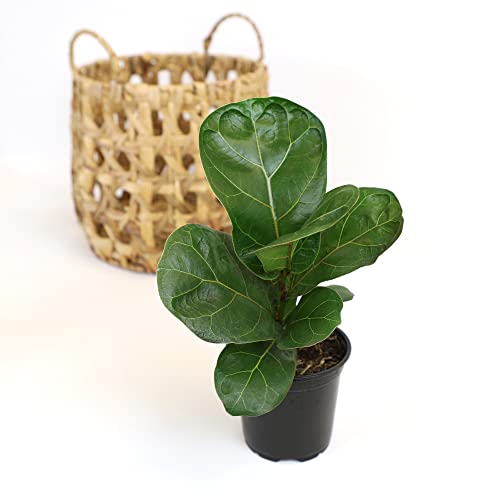 Plants for Pets Ficus Lyrata Fiddle Leaf Fig Plant, House Plants Indoors Live Ficus Tree Live Plant, Fig Trees Live Plants Indoor Plants Live Houseplants Fig Plants Live in Planter Pot in Soil Mix