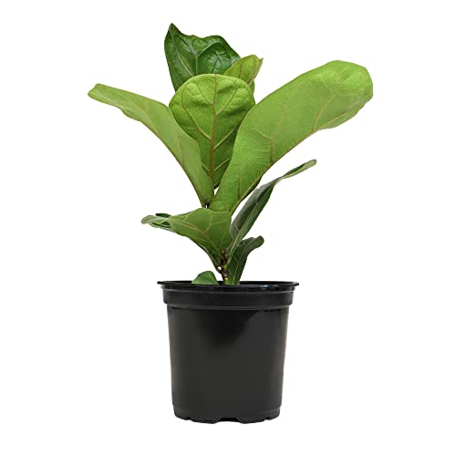 Plants for Pets Ficus Lyrata Fiddle Leaf Fig Plant, House Plants Indoors Live Ficus Tree Live Plant, Fig Trees Live Plants Indoor Plants Live Houseplants Fig Plants Live in Planter Pot in Soil Mix