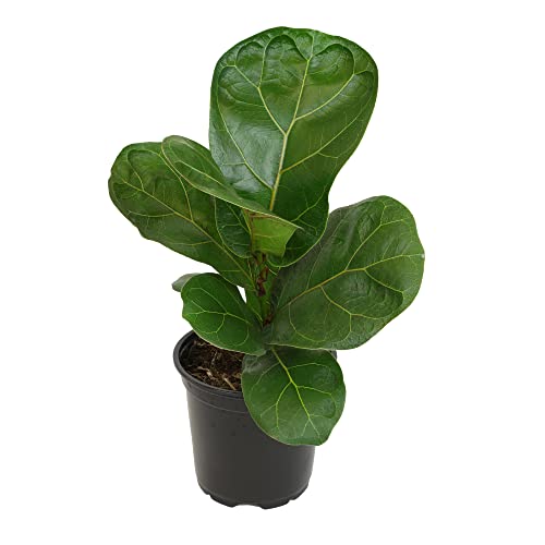 Plants for Pets Ficus Lyrata Fiddle Leaf Fig Plant, House Plants Indoors Live Ficus Tree Live Plant, Fig Trees Live Plants Indoor Plants Live Houseplants Fig Plants Live in Planter Pot in Soil Mix