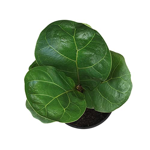 Plants for Pets Ficus Lyrata Fiddle Leaf Fig Plant, House Plants Indoors Live Ficus Tree Live Plant, Fig Trees Live Plants Indoor Plants Live Houseplants Fig Plants Live in Planter Pot in Soil Mix