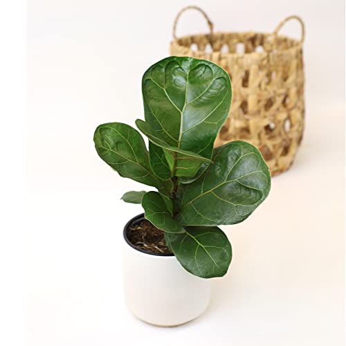 Plants for Pets Ficus Lyrata Fiddle Leaf Fig Plant, House Plants Indoors Live Ficus Tree Live Plant, Fig Trees Live Plants Indoor Plants Live Houseplants Fig Plants Live in Planter Pot in Soil Mix