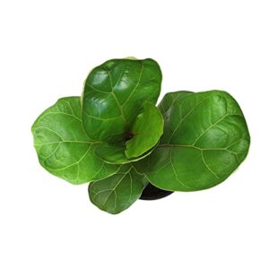 Plants for Pets Ficus Lyrata Fiddle Leaf Fig Plant, House Plants Indoors Live Ficus Tree Live Plant, Fig Trees Live Plants Indoor Plants Live Houseplants Fig Plants Live in Planter Pot in Soil Mix