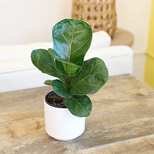 Plants for Pets Ficus Lyrata Fiddle Leaf Fig Plant, House Plants Indoors Live Ficus Tree Live Plant, Fig Trees Live Plants Indoor Plants Live Houseplants Fig Plants Live in Planter Pot in Soil Mix