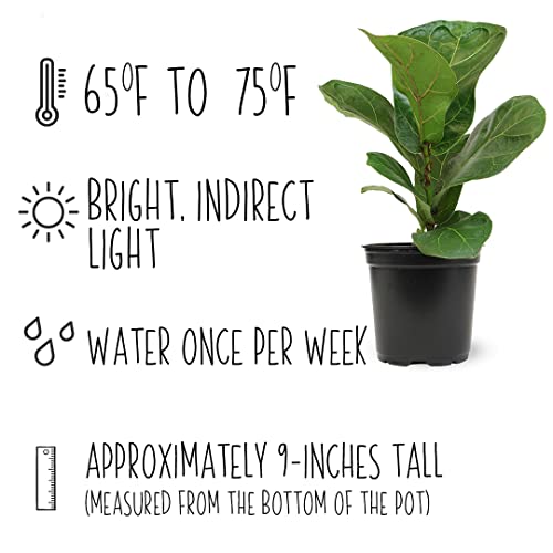 Plants for Pets Ficus Lyrata Fiddle Leaf Fig Plant, House Plants Indoors Live Ficus Tree Live Plant, Fig Trees Live Plants Indoor Plants Live Houseplants Fig Plants Live in Planter Pot in Soil Mix