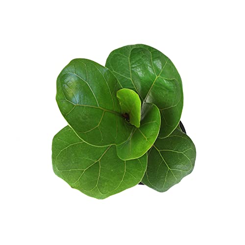 Plants for Pets Ficus Lyrata Fiddle Leaf Fig Plant, House Plants Indoors Live Ficus Tree Live Plant, Fig Trees Live Plants Indoor Plants Live Houseplants Fig Plants Live in Planter Pot in Soil Mix