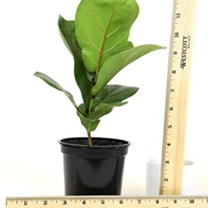 Plants for Pets Ficus Lyrata Fiddle Leaf Fig Plant, House Plants Indoors Live Ficus Tree Live Plant, Fig Trees Live Plants Indoor Plants Live Houseplants Fig Plants Live in Planter Pot in Soil Mix