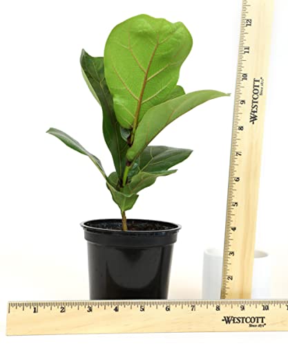 Plants for Pets Ficus Lyrata Fiddle Leaf Fig Plant, House Plants Indoors Live Ficus Tree Live Plant, Fig Trees Live Plants Indoor Plants Live Houseplants Fig Plants Live in Planter Pot in Soil Mix