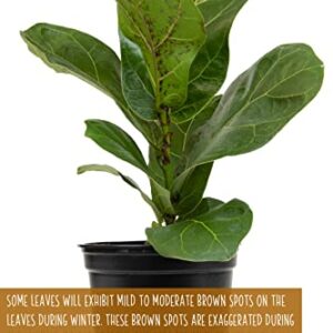 Plants for Pets Ficus Lyrata Fiddle Leaf Fig Plant, House Plants Indoors Live Ficus Tree Live Plant, Fig Trees Live Plants Indoor Plants Live Houseplants Fig Plants Live in Planter Pot in Soil Mix