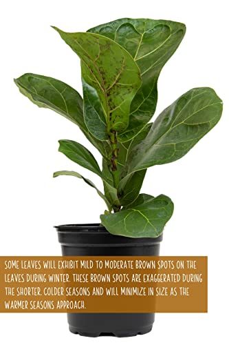 Plants for Pets Ficus Lyrata Fiddle Leaf Fig Plant, House Plants Indoors Live Ficus Tree Live Plant, Fig Trees Live Plants Indoor Plants Live Houseplants Fig Plants Live in Planter Pot in Soil Mix