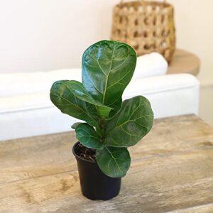 Plants for Pets Ficus Lyrata Fiddle Leaf Fig Plant, House Plants Indoors Live Ficus Tree Live Plant, Fig Trees Live Plants Indoor Plants Live Houseplants Fig Plants Live in Planter Pot in Soil Mix