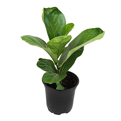 Plants for Pets Ficus Lyrata Fiddle Leaf Fig Plant, House Plants Indoors Live Ficus Tree Live Plant, Fig Trees Live Plants Indoor Plants Live Houseplants Fig Plants Live in Planter Pot in Soil Mix