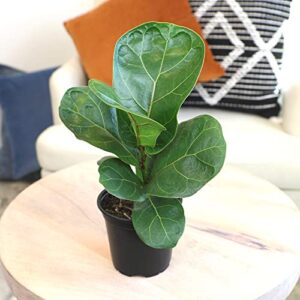 Plants for Pets Ficus Lyrata Fiddle Leaf Fig Plant, House Plants Indoors Live Ficus Tree Live Plant, Fig Trees Live Plants Indoor Plants Live Houseplants Fig Plants Live in Planter Pot in Soil Mix