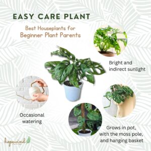 Monstera Adansonii Swiss Cheese Plant, Unique and Beautiful Statement in Any Space, Green Thumbs up and Plant Lover's Favorites in 4" Pot - Hopewind Plants Shop