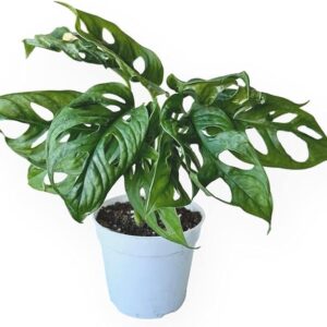 Monstera Adansonii Swiss Cheese Plant, Unique and Beautiful Statement in Any Space, Green Thumbs up and Plant Lover's Favorites in 4" Pot - Hopewind Plants Shop