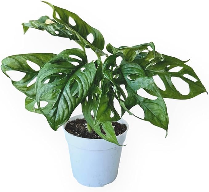 Monstera Adansonii Swiss Cheese Plant, Unique and Beautiful Statement in Any Space, Green Thumbs up and Plant Lover's Favorites in 4" Pot - Hopewind Plants Shop