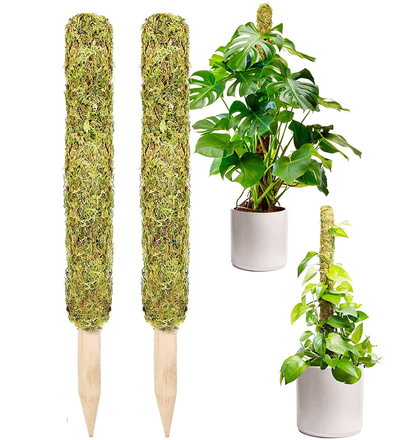 Moss Pole,Moss Pole for Plants Monstera,2 Pack Extending to 27inch Natural Forest Moss Poles for Climbing Plants,Plant Poles for Potted Plants Indoor,Moss Stick Used Separately or Joined Together.