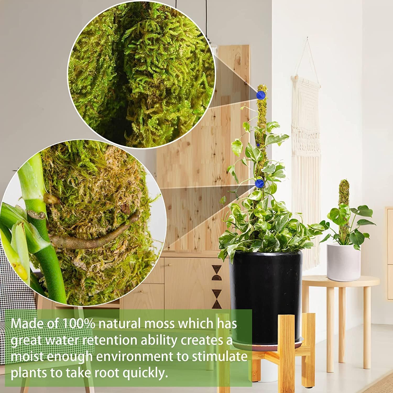 Moss Pole,Moss Pole for Plants Monstera,2 Pack Extending to 27inch Natural Forest Moss Poles for Climbing Plants,Plant Poles for Potted Plants Indoor,Moss Stick Used Separately or Joined Together.