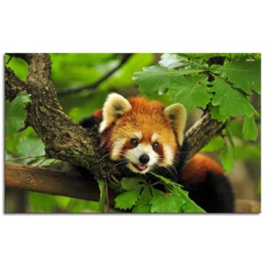 ymqewq red panda prints wall art animal canvas pictures photography poster print kids room decor unframed13 x8