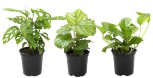 essential houseplant collection (3pk) live plants indoor plants live houseplants in plant pots, easy house plants indoors live, snake plant, pothos in potting soil, clean air plants by altman plants