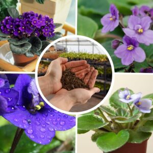 African Violet Potting Soil Mix (2 Quarts), Custom Hand Blended Soil Additive for Indoor Plants
