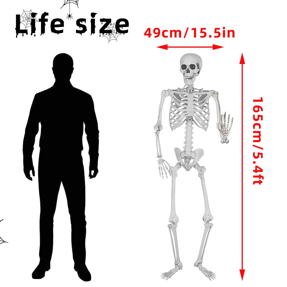 5.4Ft/165cm Halloween Skeleton Full Body Life Size Human Bones with Movable Joints for Indoor Outdoor Halloween Props Decorations