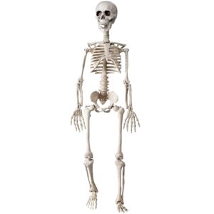 36" skeleton halloween decor, 3ft posable halloween skeleton decorations for haunted houses, front lawn, graveyard props, trunk or treat, full body lifelike skeleton model