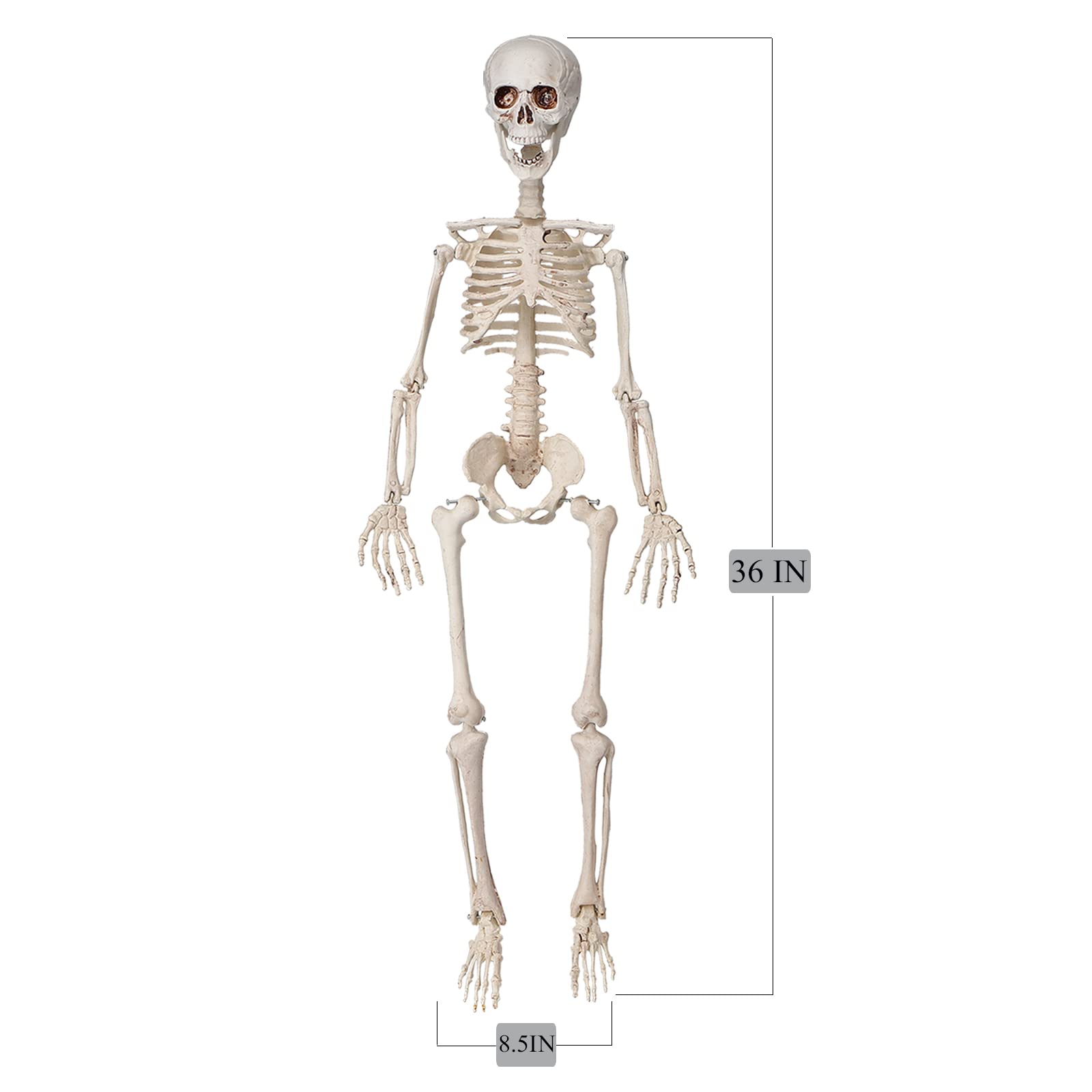 36" Skeleton Halloween Decor, 3FT Posable Halloween Skeleton Decorations for Haunted Houses, Front Lawn, Graveyard Props, Trunk or Treat, Full Body Lifelike Skeleton Model